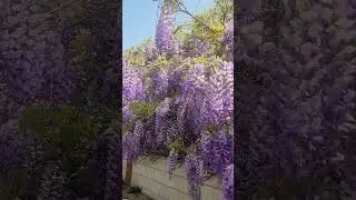 Purple Wisteria Bliss | Calming Nature & Spring Serenity #relaxingsounds