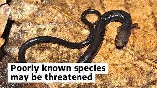 Half of the data deficient species may be threatened with extinction