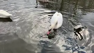 WHOOPER SWAN AT GUN KNOWE LOCH, TWEEDBANK, SCOTLAND