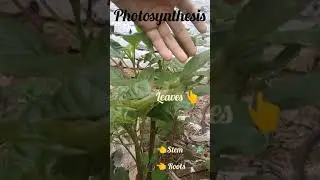 save tree 🌲🌲 save life 🌲🌲🌲🌲🌲🙏🙏🙏🙏🙏