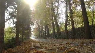 THU CA.wmv