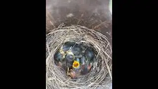 Little Foster Bluebird