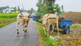 Bullock Cart Stuck and Bullock cart heavy loaded Stones | Bullock ride