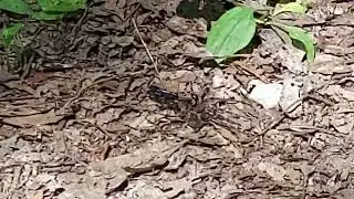 Wasp dragging spider 2 Stokes State Forest