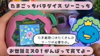 たまごっちパラダイス、ぴーこっちの育て方。お世話ミス0回です！tamagotchiparadise