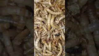 Mealworms up close