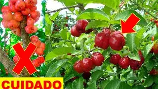 NUNCA PLANTE ACEROLA SEM ANTES VER ESSE VÍDEO!!