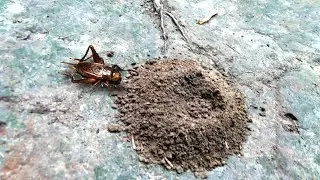 how to catch a cricket insect