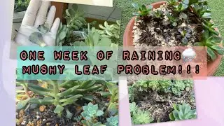 [#97] [Overwatered succulents] 🪷😔 Succulents after one week of  raining☔️