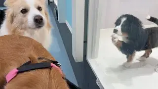 大型犬専門店で天使すぎる子犬と出会ってしまいました...【ボーダーコリー・ゴールデンレトリバー】