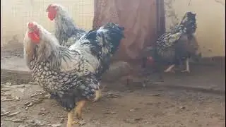 Silver Wyandot breeder not for sale only egg and chick available 