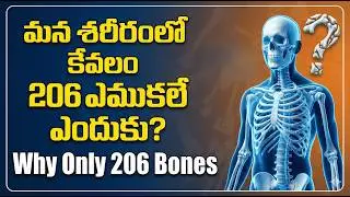 Why ONLY 206 Bones in the Human Body? | Simple Science Explained