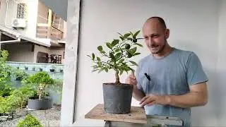 DIA A DIA NO BONSAI - Vídeo 3 (Podas e adubação nos pré-bonsai de limão e pitanga)