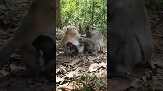 Daily life of wild monkey family#shorts