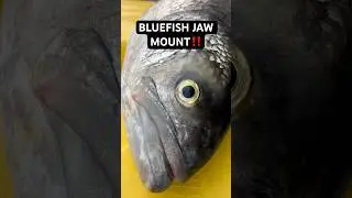 How to make a bluefish JAW MOUNT #fishing #saltwater #floridafishing #nature