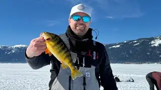 Lake Cascade Giant Perch ​⁠