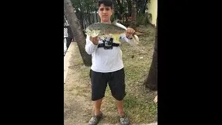 Monster Jack On Live Mullet