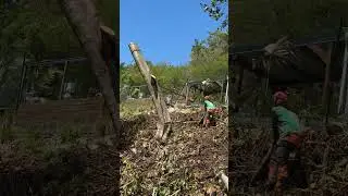 Abattage s&eacute;curis&eacute; en bord de route 🌳🚧 | 6 arbres d&eacute;mont&eacute;s avec pr&eacute;cision