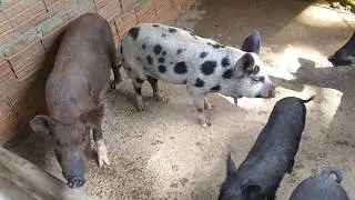 Porcos no chiqueiro