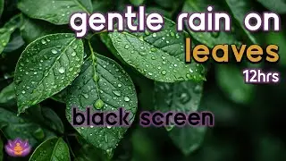 [Black Screen] Calm Forest Rainfall | Gentle Rain on Leaves &ndash; No Thunder | Rain Sounds for Sleep
