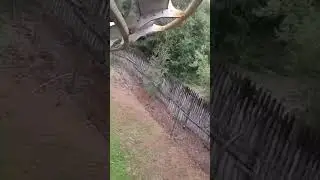 NEMESIS CRASH CAUGHT ON CAMERA #memes #shorts