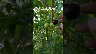 Delicious Governor's Plum