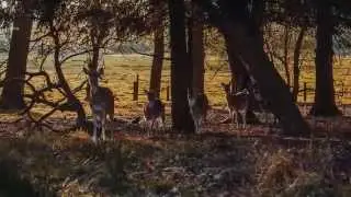 Woburn Safari Park 2014 TV Advert