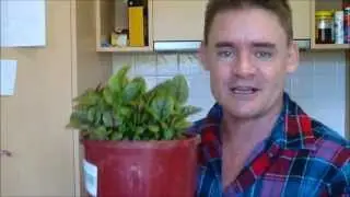 What are the Best Containers to Grow Micro Greens in ?
