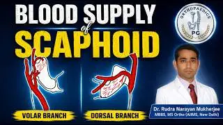 Blood supply of scaphoid