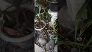 halo guys hari ini saya makman viral di siantar