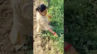 Matar Ki kheti #matar #kheti #khetibadi🌱🌾 #khetibadi