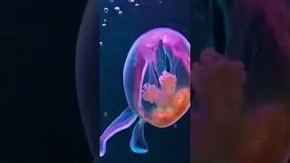 Graceful Jellyfish Dance ✨ | Surreal Dreamlike Short