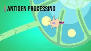 Immunology project APCs