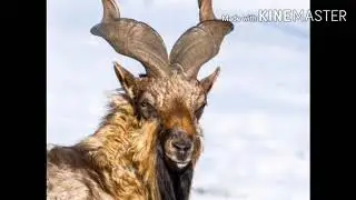 Markhor fight with dog