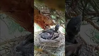 Robins Nest With Babies