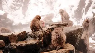 Japan Snow Monkey Park & Shibu Onsen Nagano Travel Vlog