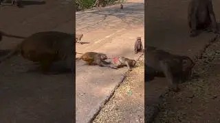 Monkey Biting Monkey&rsquo;s Tail : Terrible attacked #shorts #monkey #monkeyfight