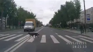 Dog uses the zebra crossing ||why not humans for some