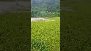 How recent floods damage the beautiful paddy field.