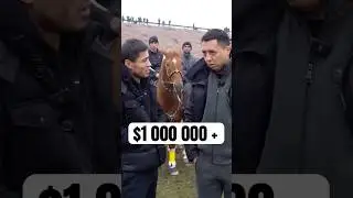 ULOQDAGI ENG QIMMAT OTLAR NECHA PUL TURADI? 🐎