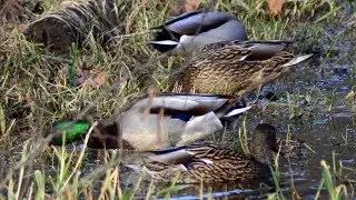 Mallard ducks feeding sounds