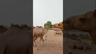 Camels walking style in camels market #ytshorts #camel #animals