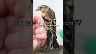 Brambling Finch