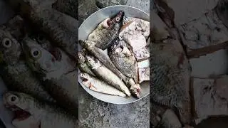 FISH Match #shortvideo #fish #food