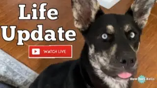 Life Update Live | How Ines Rolls