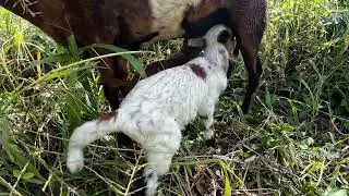 Heartwarming Newborn Sheep Feeding | Tail Wiggle Action & Calm Outdoor Sounds #baby   #lamb #4k