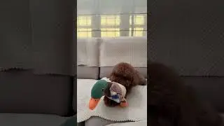 Snickers in action!😂 #snickers #snicku #naughty #naughtypets #zoomies #funny #funnyvideo #cute #dog