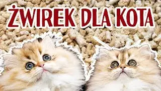 Rodzaje żwirku dla kota - twój niezbędny przewodnik!