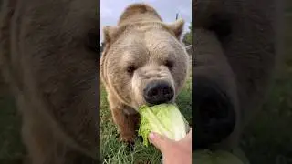 Top favorite animals! #animals #coolanimals #amazinganimals
