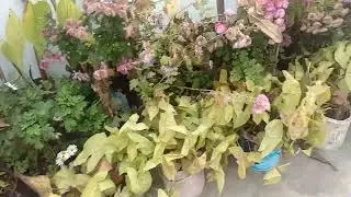 My beautiful terrace garden
